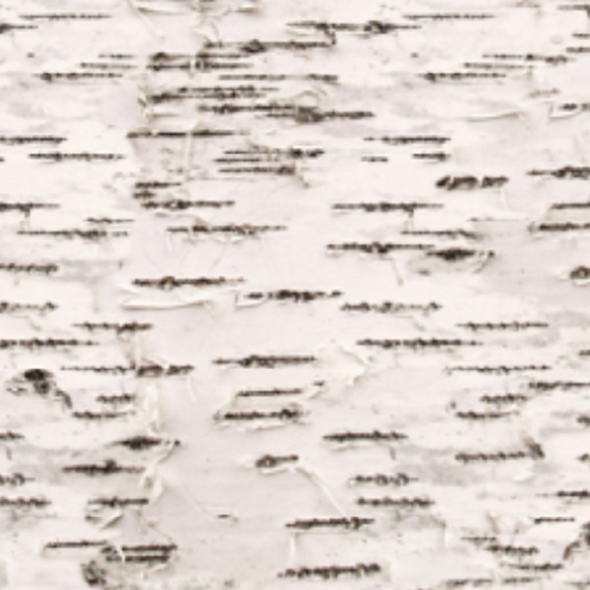 One (1) Curtain Panel - Organic "Birch Bark" White Birch Tree Drapery - Blackout lining available - Bark Print, Rustic Cabin, Lodge